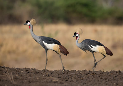 Crowned Cranes